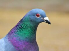 Pensiunan Spanyol dijatuhi hukuman membayar denda 800 euro karena memberi makan merpati