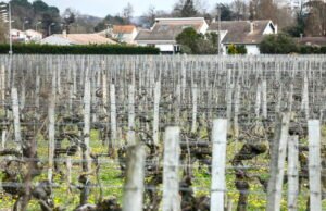 Pemilihan kota tahun 2026: di Gironde, kelompok kiri melakukan mobilisasi melawan pestisida