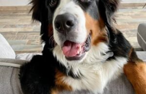 anjing Roque tetap tidak dapat dilacak meskipun telah dilakukan pencarian oleh warga