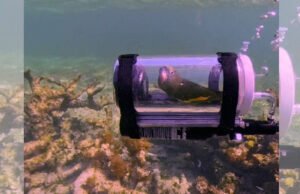 Baby si parkit menjelajahi laut dengan kapal selam yang dibuat khusus