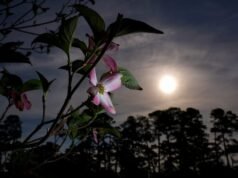 Lebih dari sekedar azalea dan dogwood yang membuat taman golf paling indah