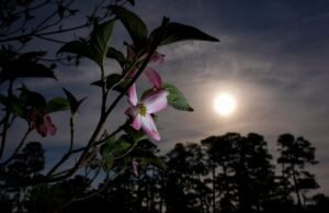 Lebih dari sekedar azalea dan dogwood yang membuat taman golf paling indah