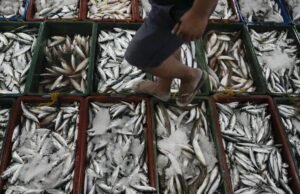 Filipina menuduh Tiongkok telah meracuni perairan yang disengketakan dengan sianida, sehingga membuat pasukan Filipina yang dikerahkan di sana kehilangan sumber makanan penting.