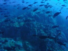 Narwhal: drone bawah air otonom apa yang mampu menjelajahi kedalaman hingga 6.000 meter