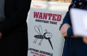 juga. Kondisi cuaca “ideal untuk nyamuk macan di musim semi ini”