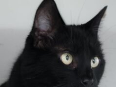 Maminette, seekor kucing berusia 10 tahun dalam kondisi sangat baik, sedang menunggu keluarganya berkembang