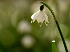 juga. 24,1°C di Mulhouse, 25°C di Colmar, dan 21,6°C di Strasbourg… Minggu Paskah yang sangat sejuk di wilayah tersebut