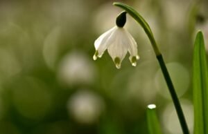 juga. 24,1°C di Mulhouse, 25°C di Colmar, dan 21,6°C di Strasbourg… Minggu Paskah yang sangat sejuk di wilayah tersebut