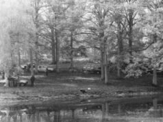 siapakah Elio D., seorang saksi penting yang ditemukan tewas di rumahnya?