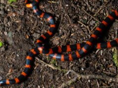 Isère. Seorang pejalan kaki Amerika digigit ular di Vercors dan diterbangkan dalam kondisi serius