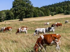Swiss. Hampir 300 sapi dari seorang peternak mati, dan panel surya barunya menjadi penyebabnya