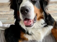 anjing Roque tetap tidak dapat dilacak meskipun telah dilakukan pencarian oleh warga