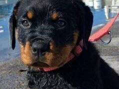 Apakah Briska meracuni dirinya sendiri saat minum di Danau Jenewa?