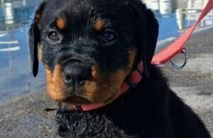 Apakah Briska meracuni dirinya sendiri saat minum di Danau Jenewa?