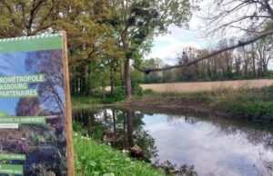 Eschau. Burung, capung, amfibi… Bagaimana kehidupan kembali ke lahan basah Hanfroest
