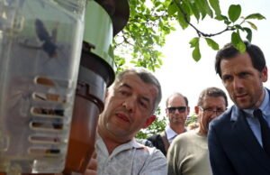 juga. Rencana nasional sebesar 3 juta euro untuk melawan lebah Asia diluncurkan dari Rossfeld