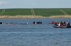 Jerman. Kesempatan terakhir operasi untuk menyelamatkan Timmy, paus yang terdampar