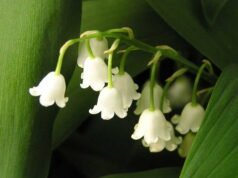 Pekerjaan pada tanggal 1 Mei: delapan organisasi serikat pekerja menentangnya tetapi pemerintah berjanji untuk tidak āmelakukan kekerasanā